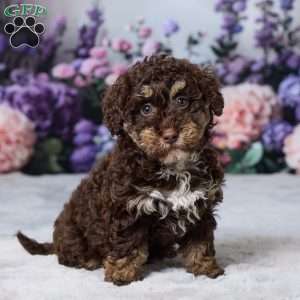 Oakley, Havapoo Puppy
